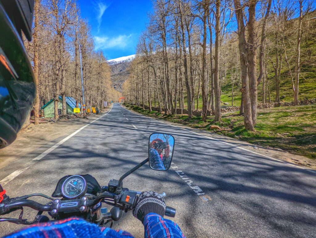 A scenic view of tall poplar trees lining the road to Sissu in Himachal Pradesh, set against a backdrop of majestic mountains, clear blue skies, and a tranquil atmosphere, capturing the essence of nature's beauty in the Himalayan region.