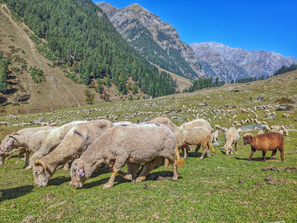 A serene scene of a herd of sheep grazing lazily in the lush green meadows of Lidderwat, nestled in the picturesque Aru Valley, surrounded by towering mountains and pristine natural beauty.
However in this blog, the images context is to denote Herd mentality