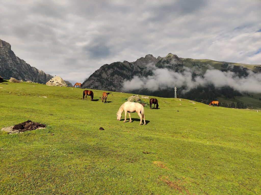Horses grazing peacefully in the lush green meadows of Sonamarg, Kashmir, with a backdrop of mountains and clear blue skies.