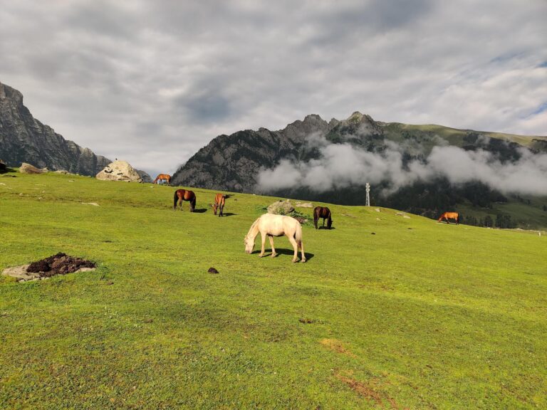 A beautiful, lush green meadow in Sonamarg in the backdrop of Himalayas. Horses are grazing on these meadows. Perfect scenery landscape