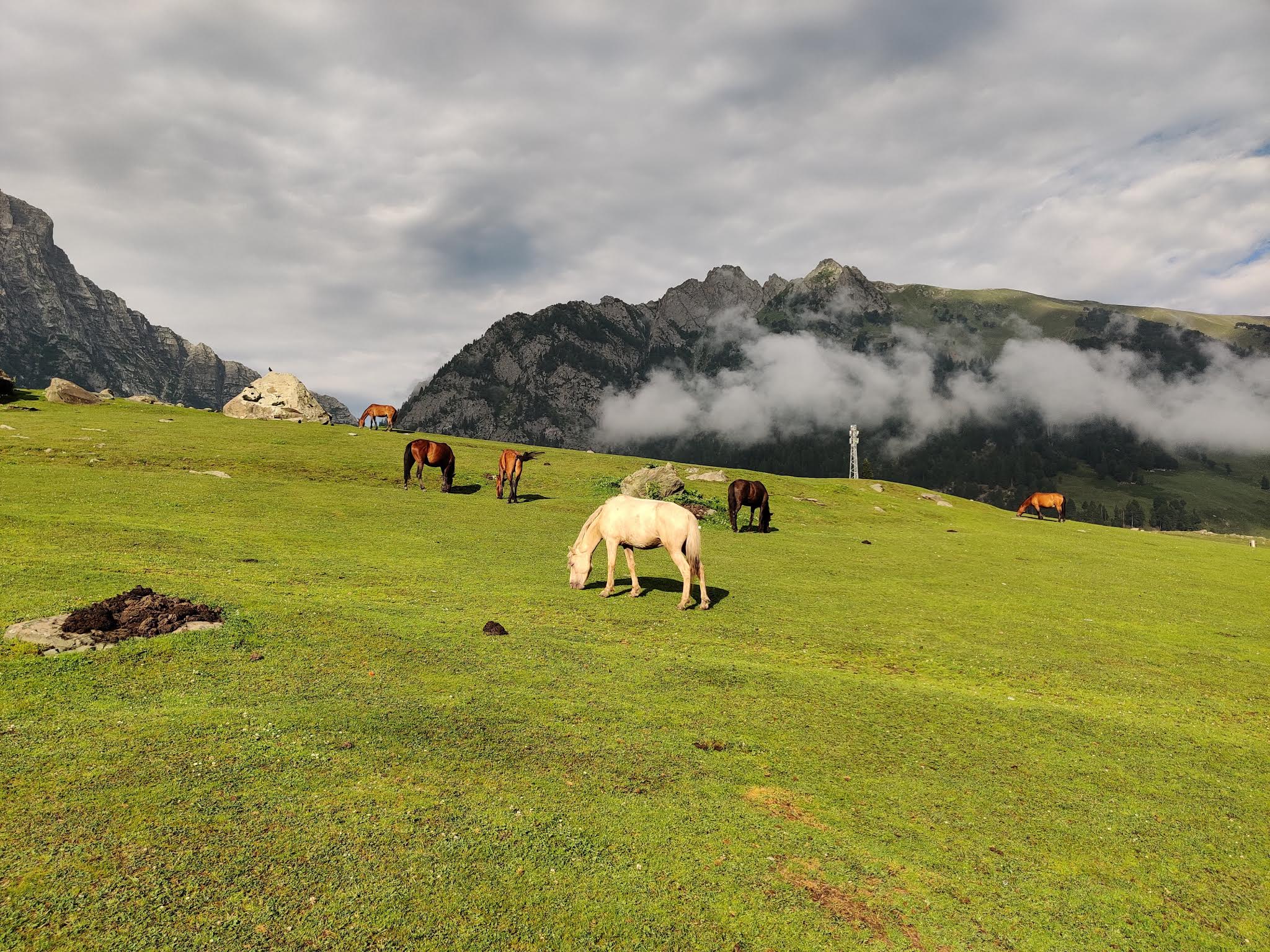 A beautiful, lush green meadow in Sonamarg in the backdrop of Himalayas. Horses are grazing on these meadows. Perfect scenery landscape