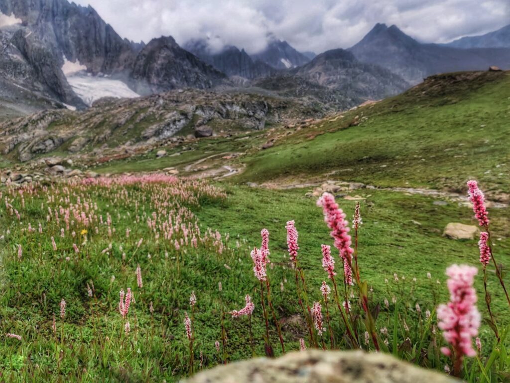 A vibrant array of Himalayan wildflowers in full bloom, carpeting the meadows with brilliant colors, set against a backdrop of towering mountains.
