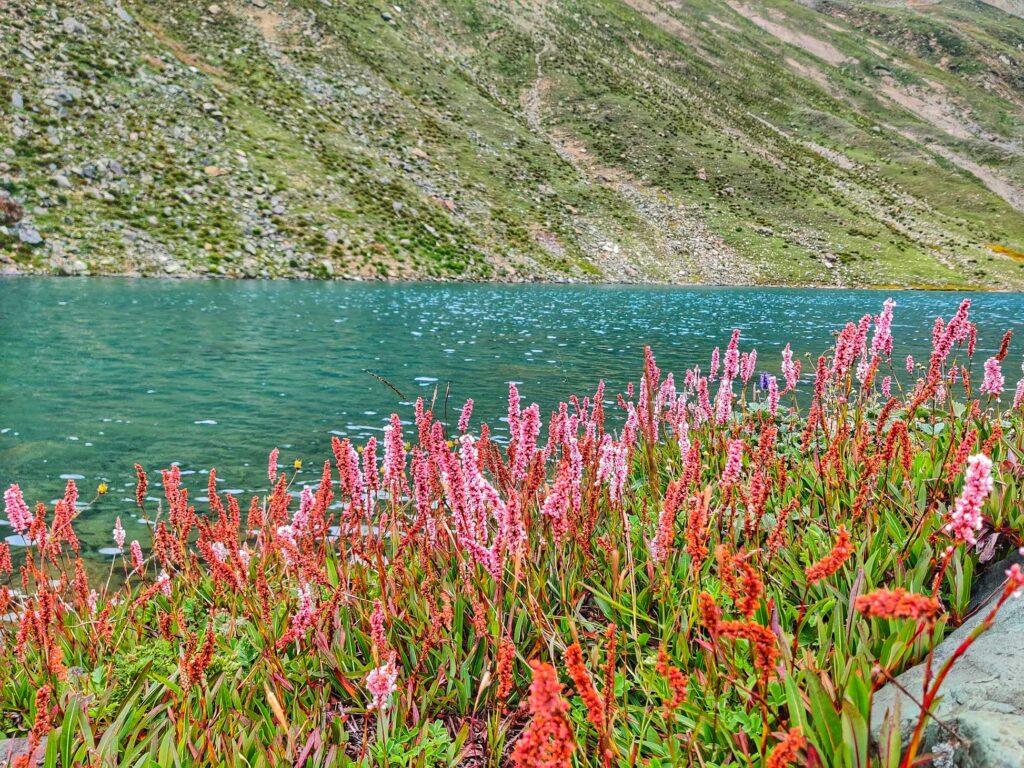 The crystal-clear waters of Vishansar Lake, surrounded by vibrant pink wildflowers and framed by the majestic Himalayan mountains.