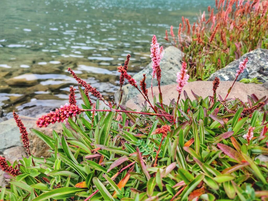 The crystal-clear waters of Vishansar Lake, surrounded by vibrant pink wildflowers.