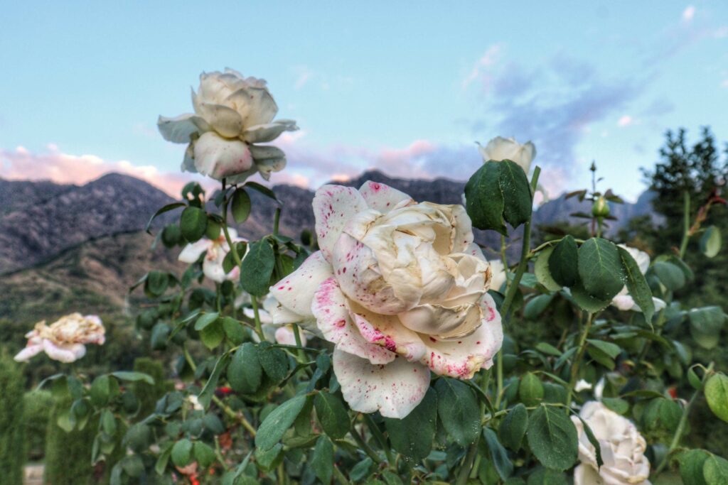 Alt Text: Pristine white roses in full bloom at the Mughal Gardens in Srinagar, surrounded by lush greenery and exuding timeless elegance of mountains at the backdrop.