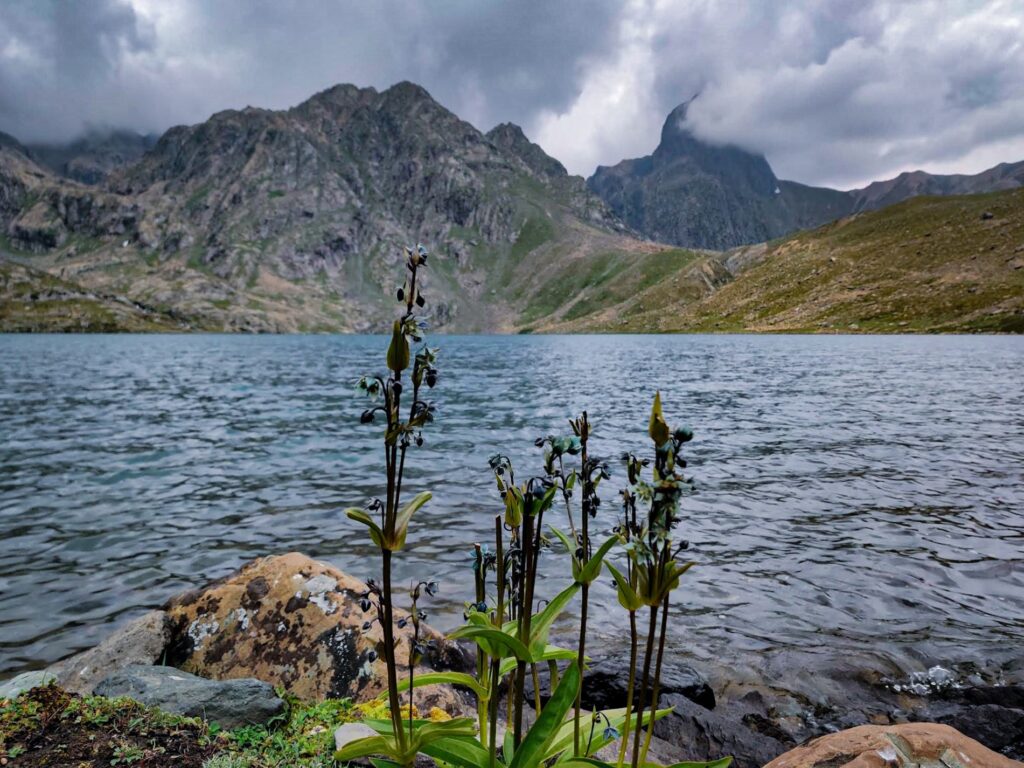 The crystal-clear waters of Vishansar Lake, surrounded by vibrant wildflowers & towering mountains at the backdrop