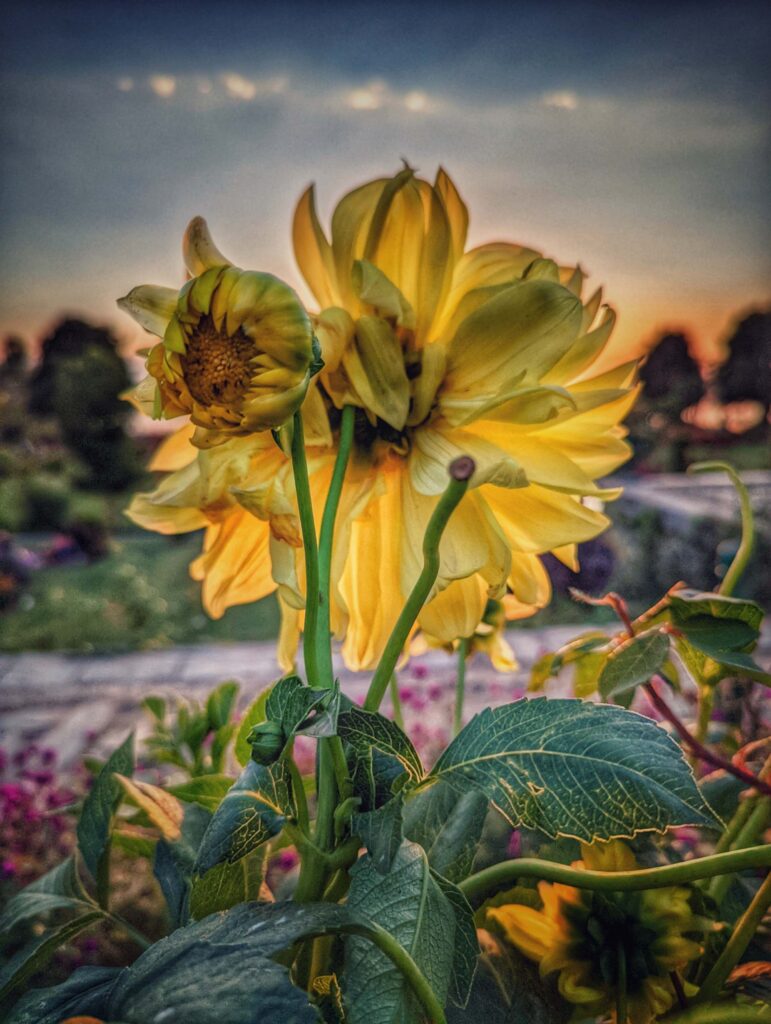 A vibrant flower in full bloom from the Mughal Garden in Srinagar, showcasing its intricate details against the lush greenery of the garden.