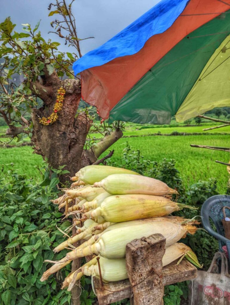 Fresh kanis (bhutta) in Khandi, Maval – Locally grown corn with golden kernels, set against the lush green backdrop of the Western Ghats.