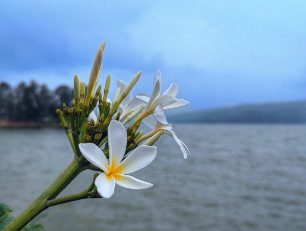 Chafa flower in Maval region – A fragrant and delicate Plumeria blossom thriving in the lush green landscapes of Maharashtra.