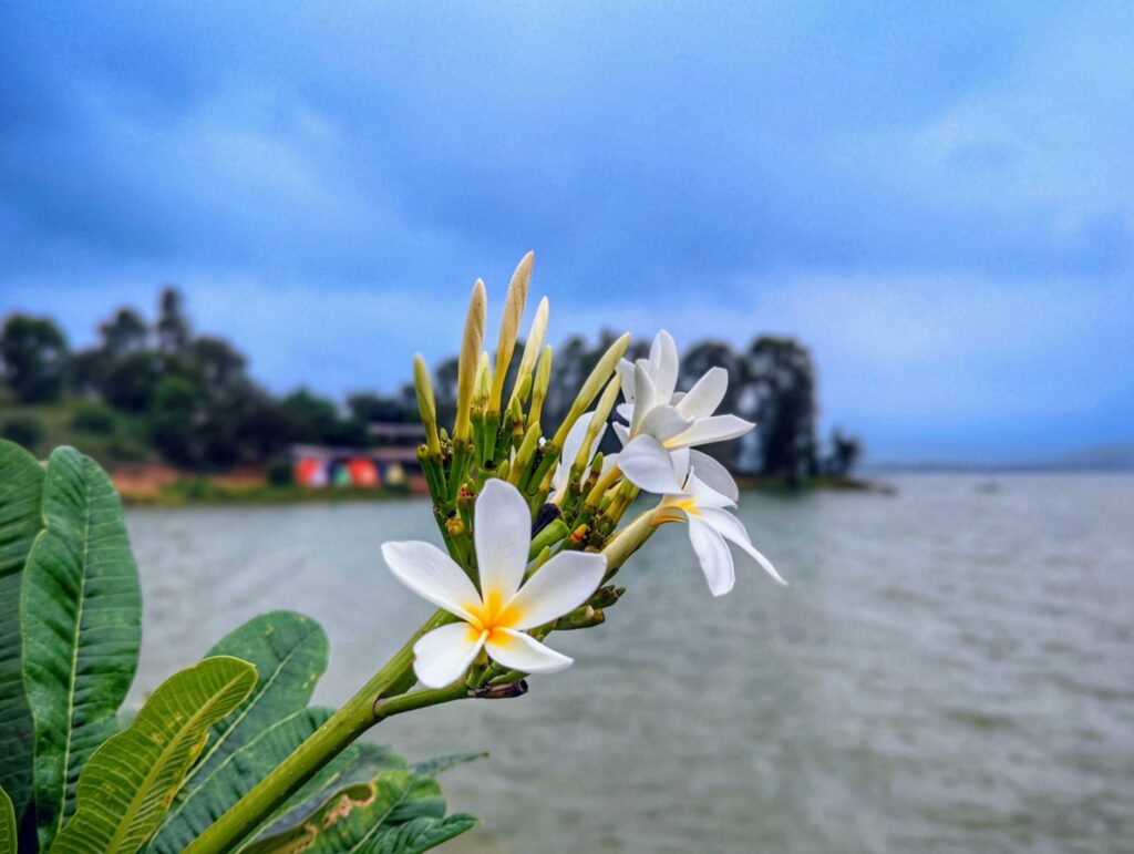 Chafa flower in Maval region – A fragrant and delicate Plumeria blossom thriving in the lush green landscapes of Maharashtra.
