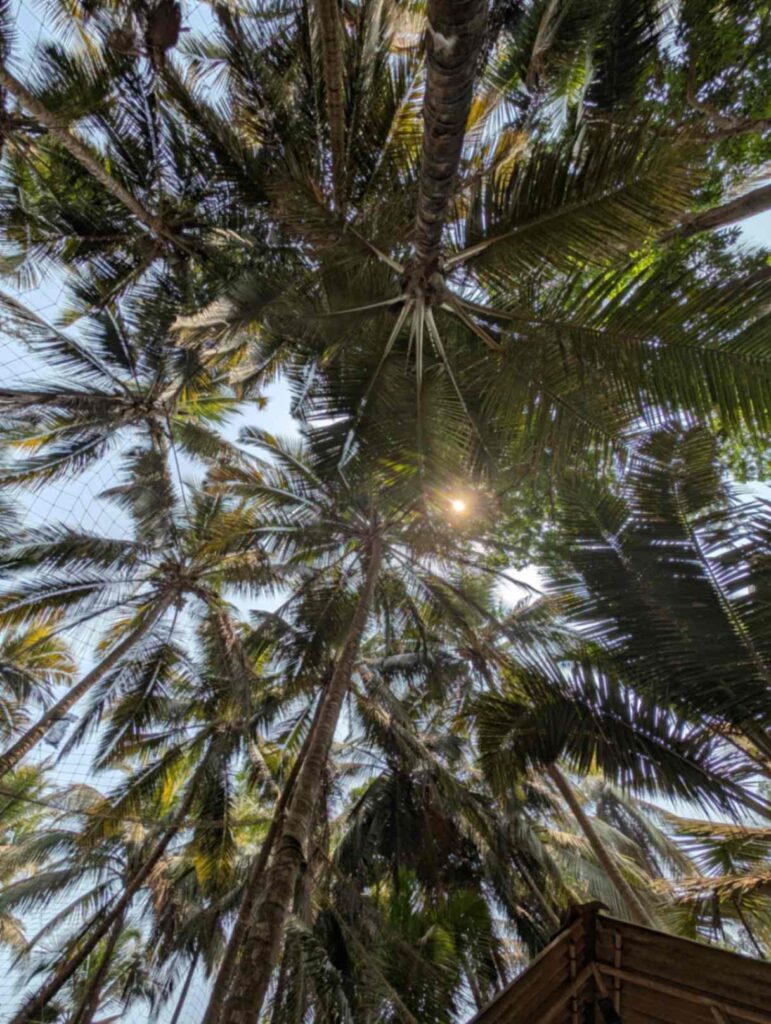Coconut trees at Aapa's Coconut garden homestay.