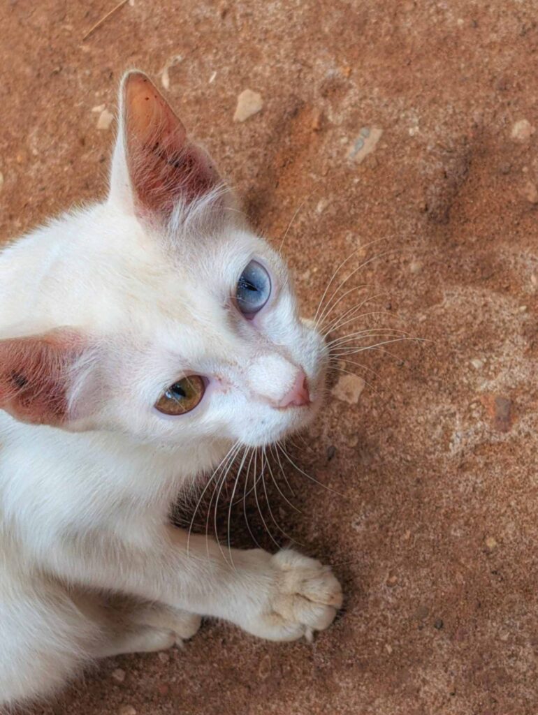 Constant companion while eating fish at Aapa's Coconut Garden Homestay, Talashil.
A white baby cat with brown & blue eye