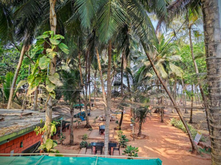 Aapa’s Coconut Garden Homestay in Talashil Tondavli, Malvan — beachfront cottage surrounded by lush coconut trees with a serene view of the Arabian Sea